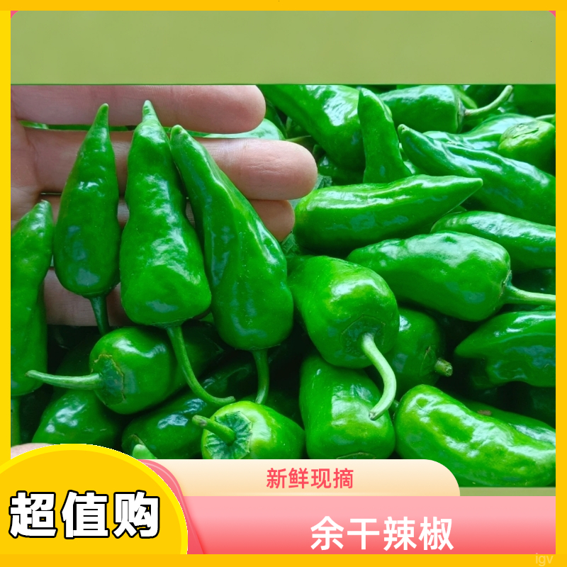 正宗湛江余干原产地辣椒现摘现发辣椒新鲜 枫树薄皮辣椒1斤坏包赔