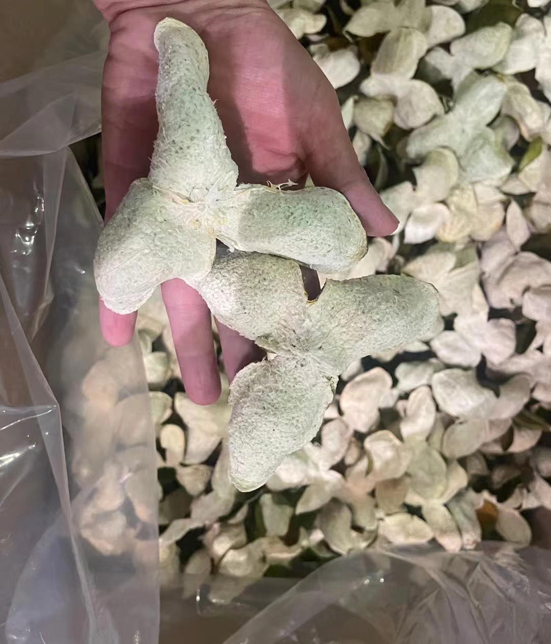 佳妈鱼胶店 新会陈皮二红皮500g250g