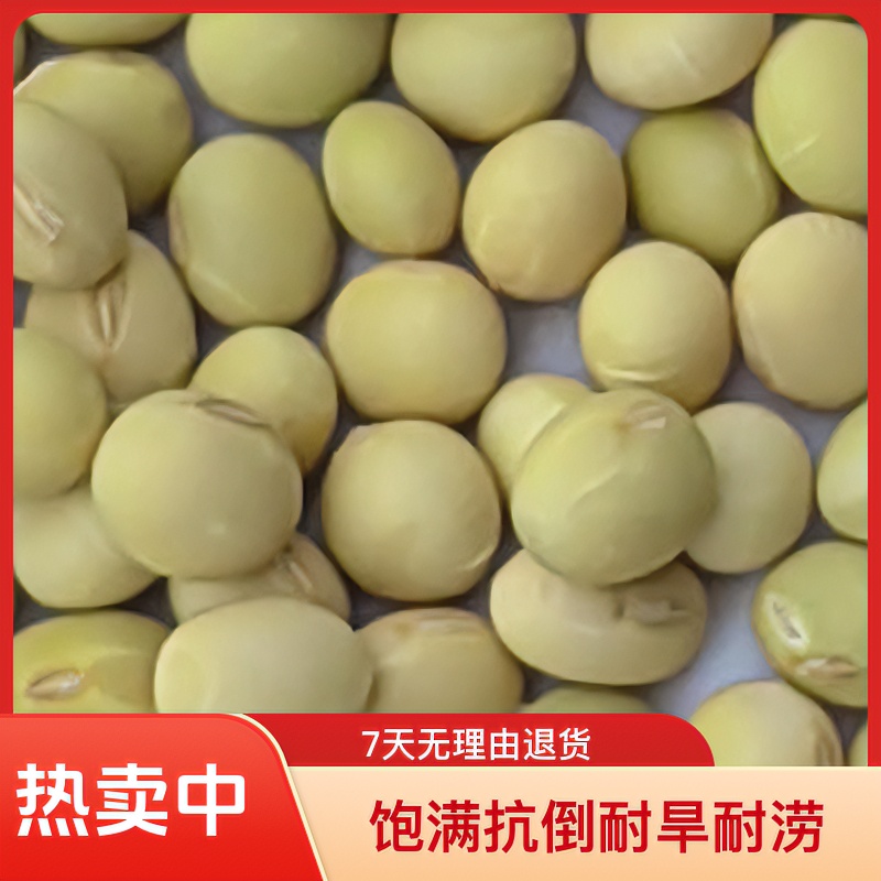 7055大豆种子饱满抗倒耐旱高产耐涝（4斤1亩地）