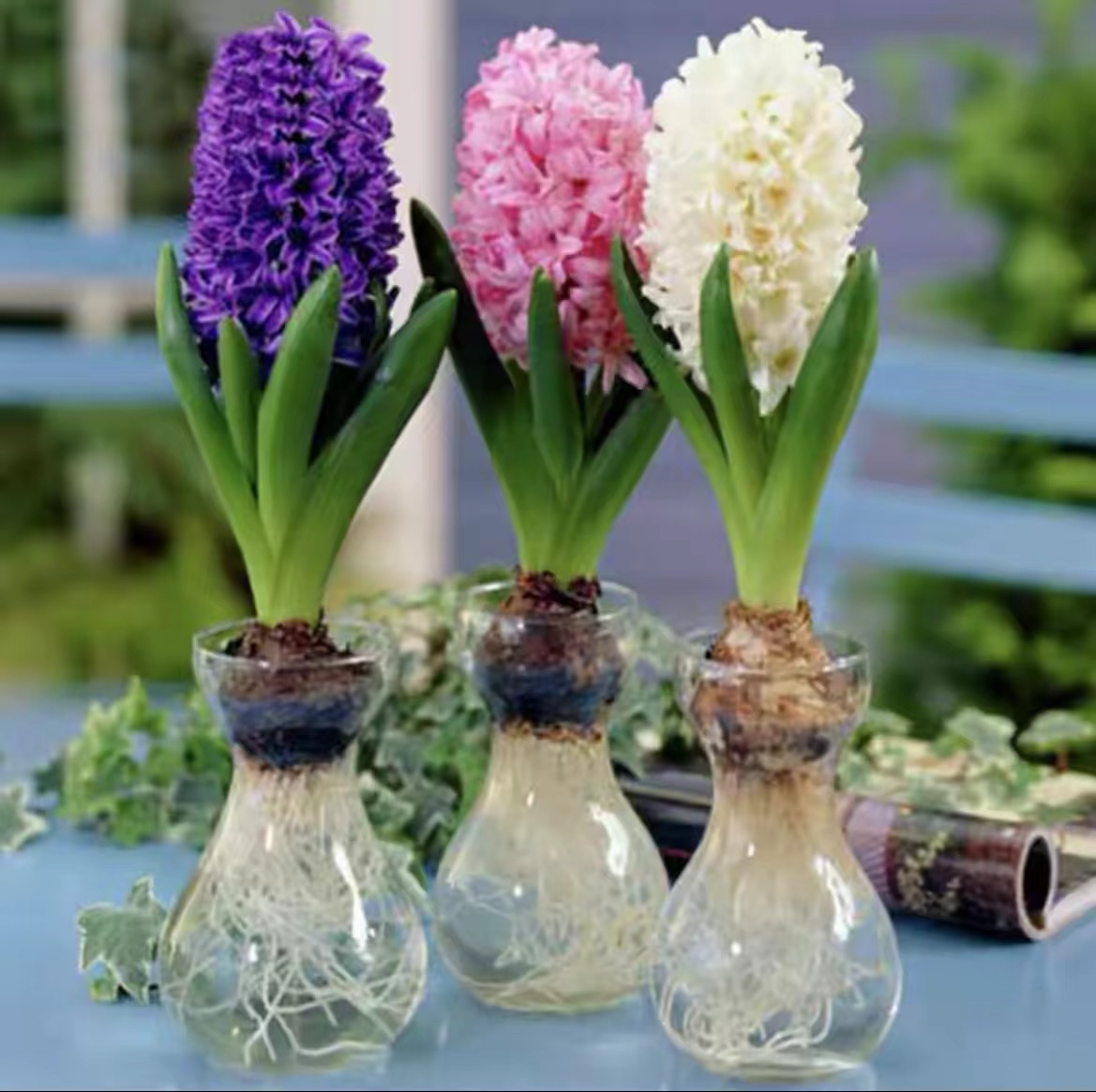 进口风信子种球水养土培冬季耐寒花卉盆栽植物室内花种植系列