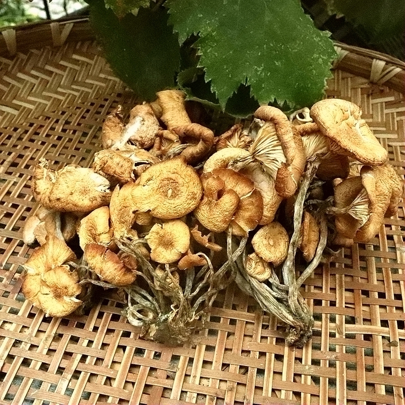 四川青川野生青杠菌非茶树菇香味浓郁包邮煲汤鲜美美味肥厚土特产