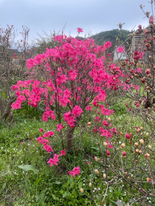 大别山先花后叶映山，胭脂红，大红，国旗红熟桩