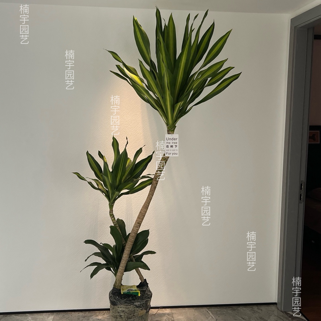 音乐喷泉荷花铁大型美人铁四季常青造型绿植室内盆栽耐阴植物美观
