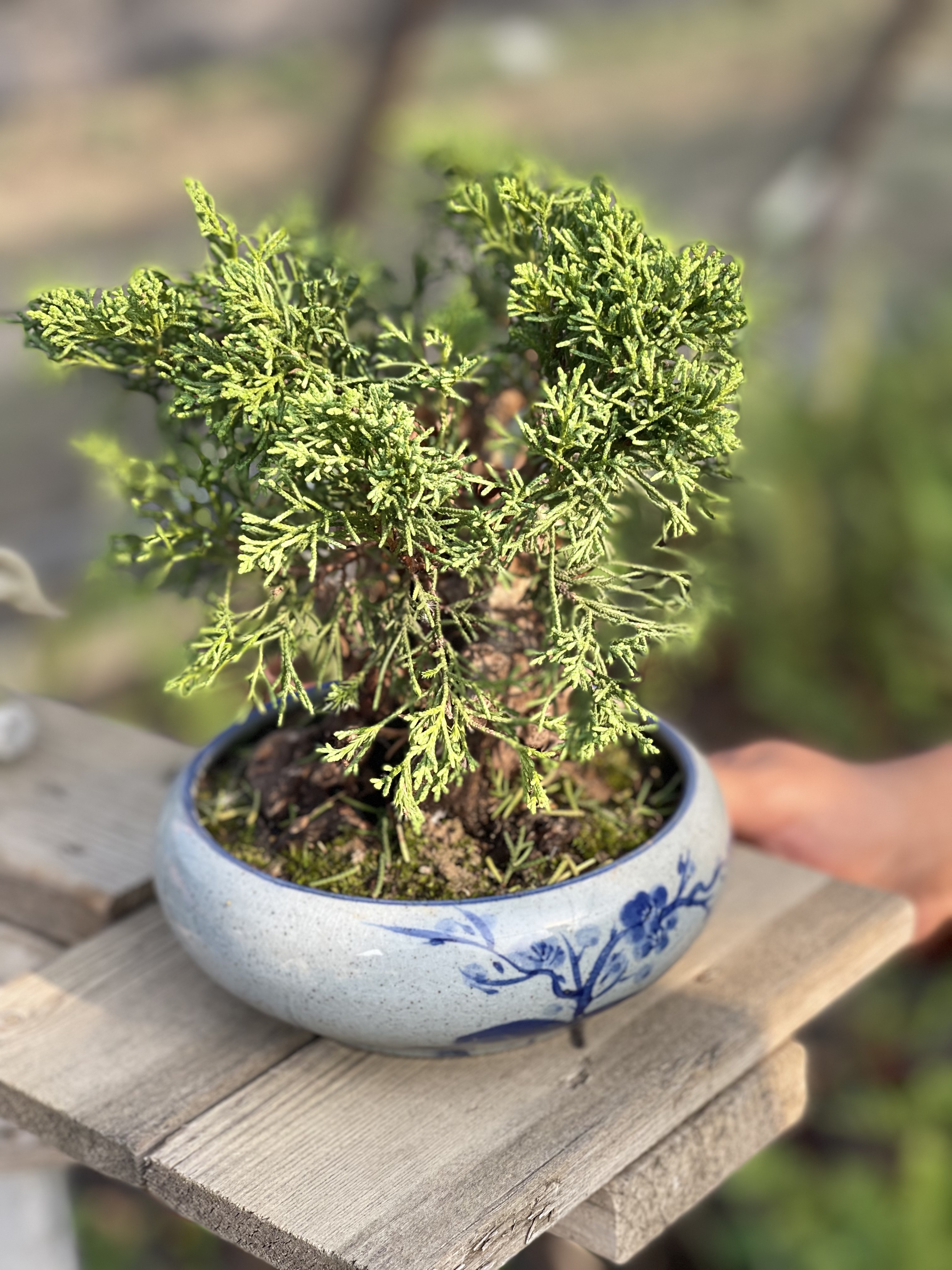 高端精品微盆景掌中宝。