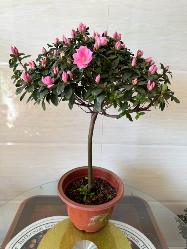 高杆子东洋杜鹃玉玲，满树花苞放在阳台客厅首选