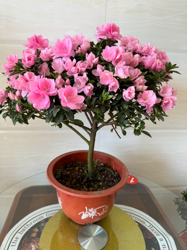 东洋杜鹃玉玲，12年的桩子。花苞饱满，耐寒耐热。