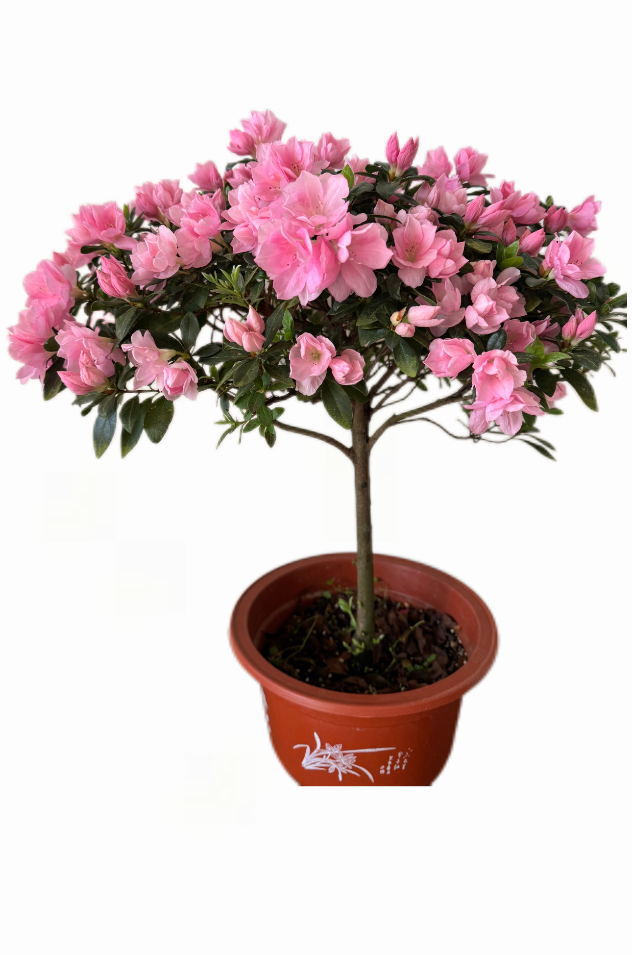 东洋杜鹃玉铃，可盆栽可地栽，花苞带花发货。阳台好养易活花卉。