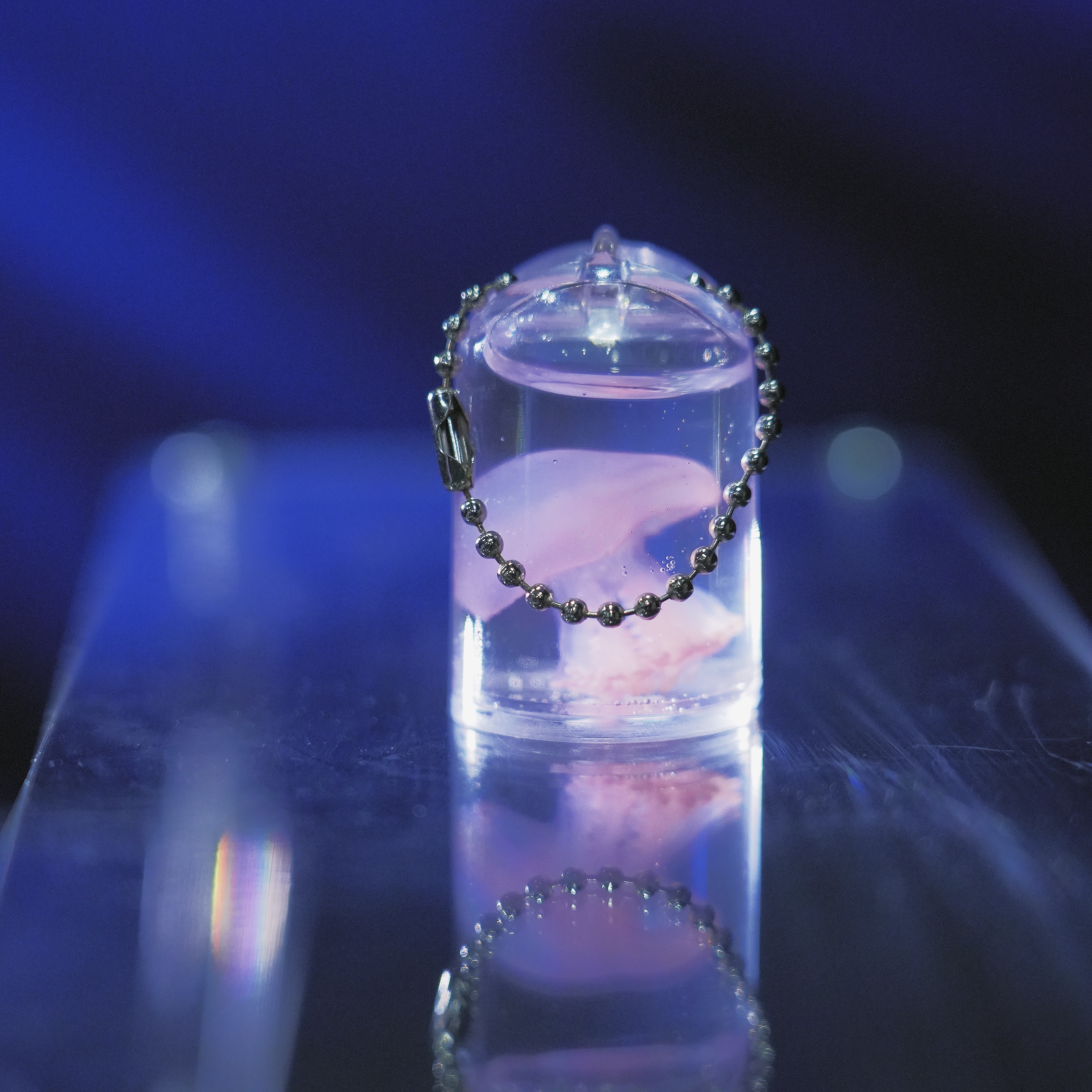 迷你小摆件海洋生物车载装饰赤月水母挂件真水母宠物标本女生治愈