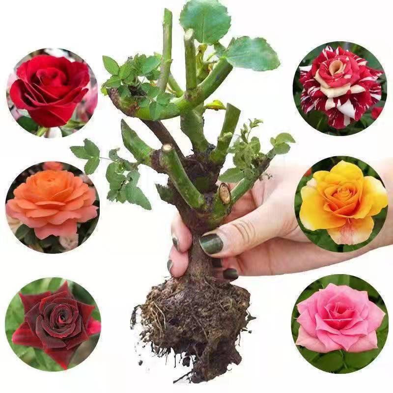 【买三送一】云南昆明基地现挖现发玫瑰花苗四季开花庭院阳台种植