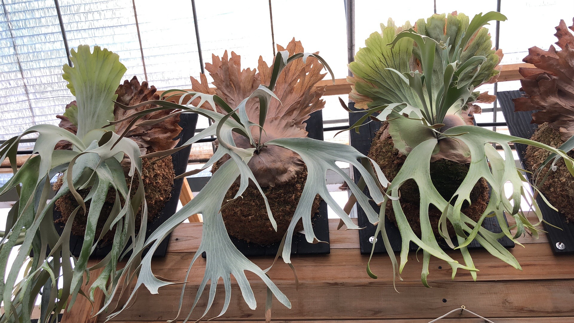 板子 不单出 盲拍不发