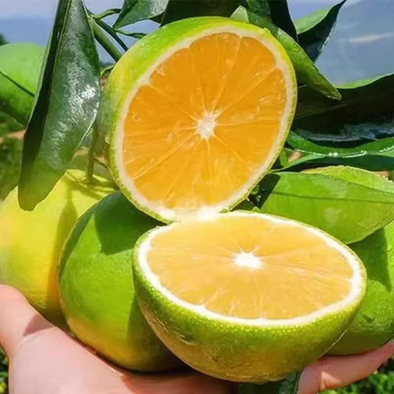 【云南次日达】纯大果70+mm哀牢山冰糖橙9斤装