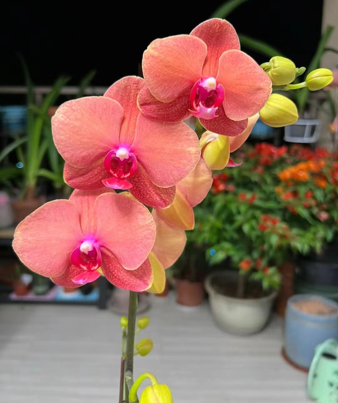 苗子【金桔.2.8杯】没有开花。瑕疵苗。不售后