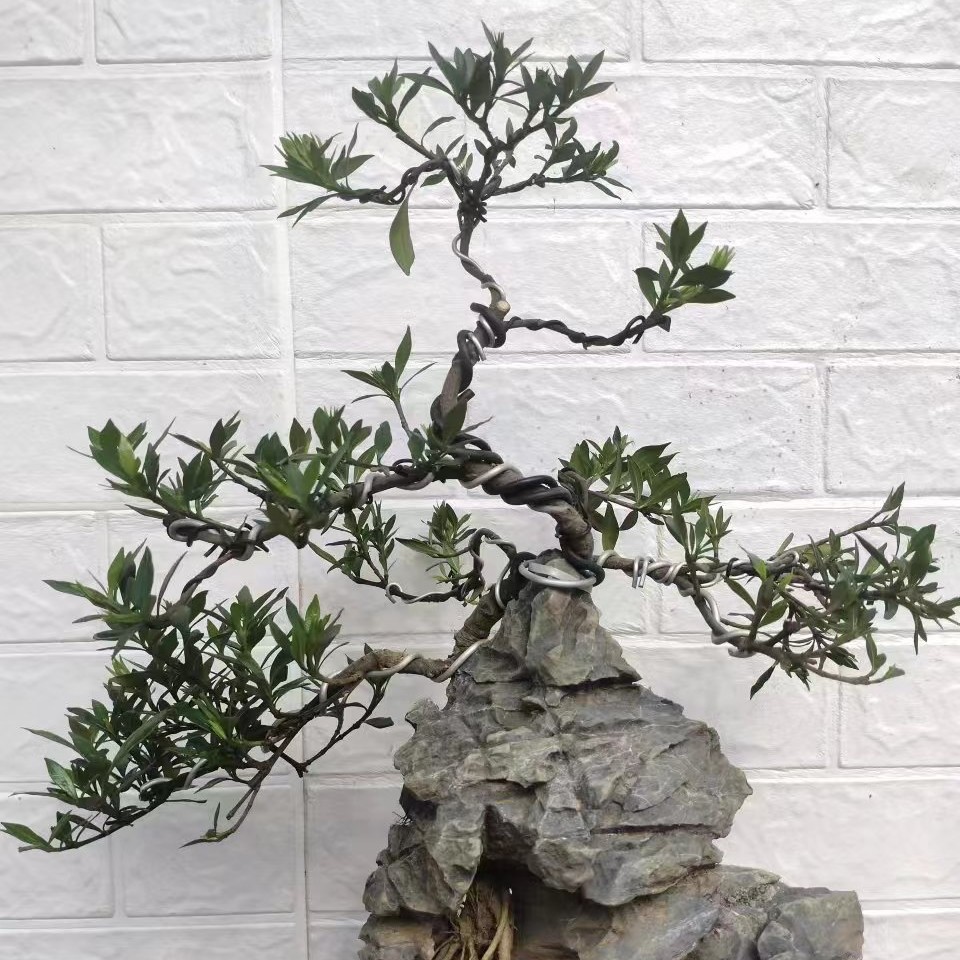 栀子花盆景素材好种容易程活