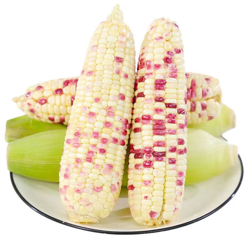【喜农夫旗舰店】赤峰当地农家鲜甜玉米10根装包邮到家