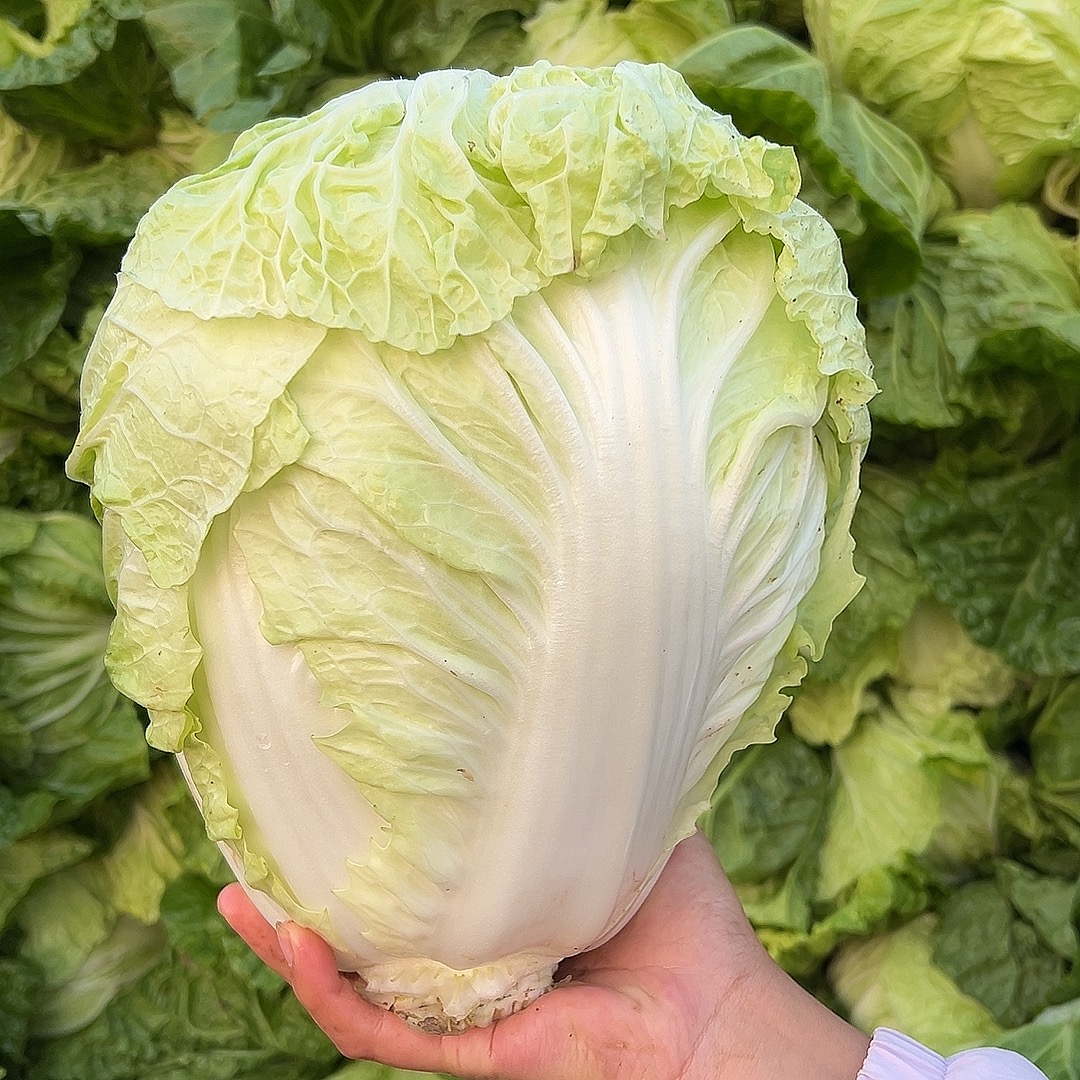 （新鲜采摘）河南大白菜露天种植秋冬时令蔬菜新鲜采摘发出白菜香甜