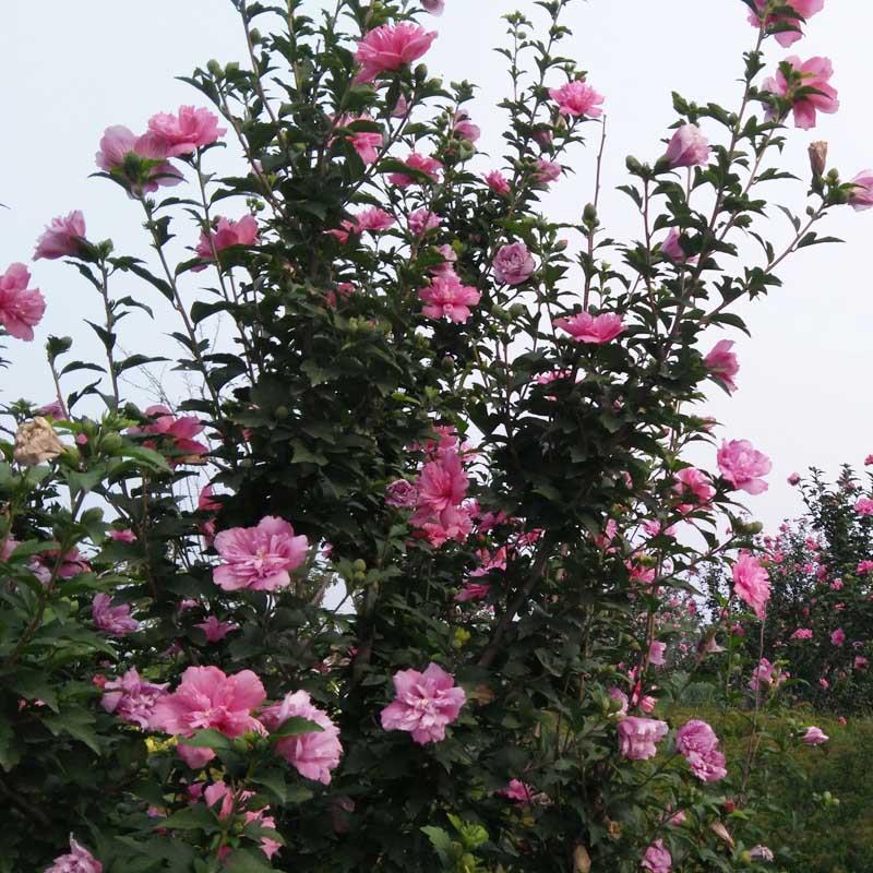 木槿树苗盆栽地栽木槿花苗重瓣庭院耐寒植物工程绿化苗木种植容易