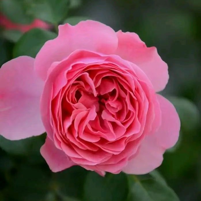 粉色达芬奇月季欧月爬藤造型景观大花花量大多季开花多头多季虫瓣