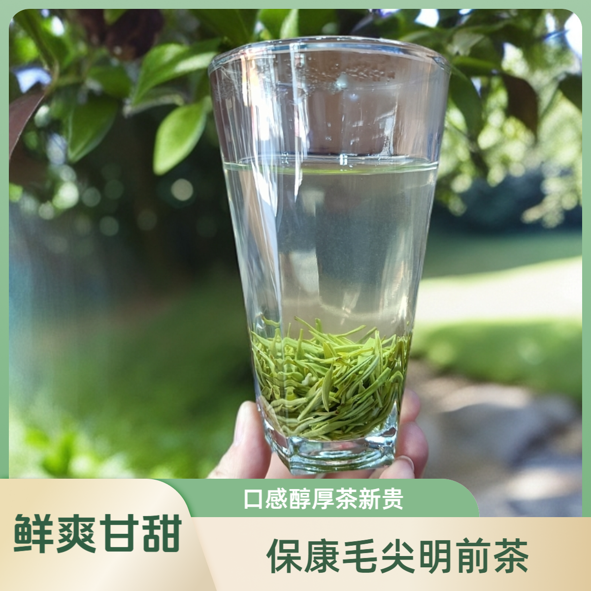 正宗2025新茶湖北保康早春芽毛尖兰花香冰糖甜传统炒青工艺香气浓