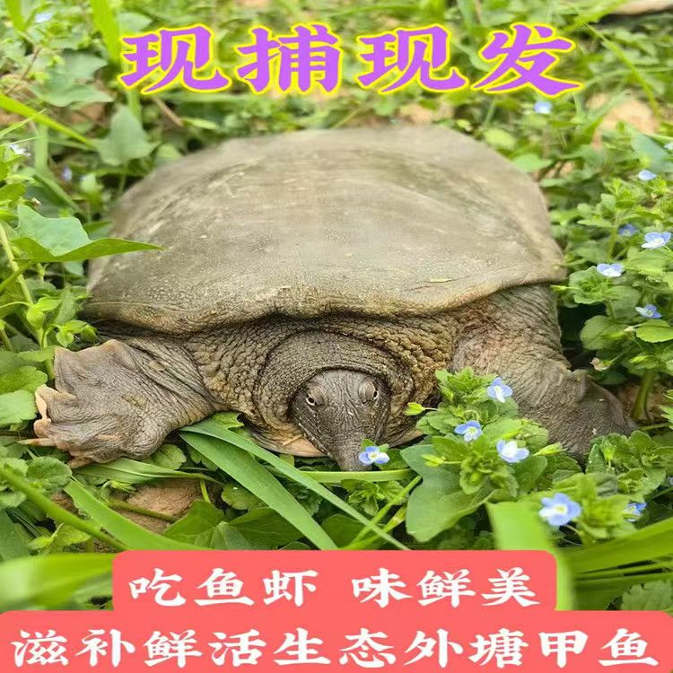 稻田生态公甲鱼1只3.5-4斤