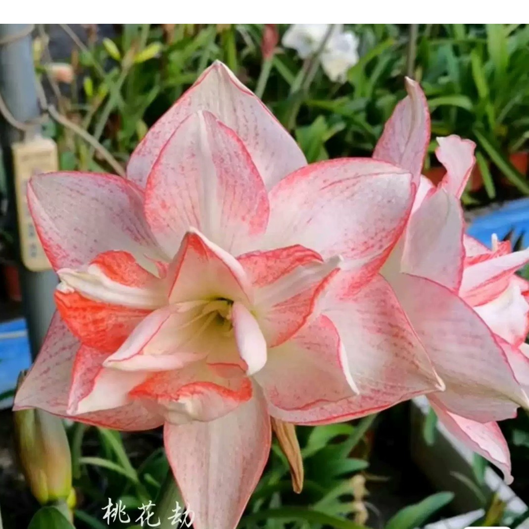 《桃花劫》杂交朱顶红，保湿护根发货，有几率结种子，有香味，包对版