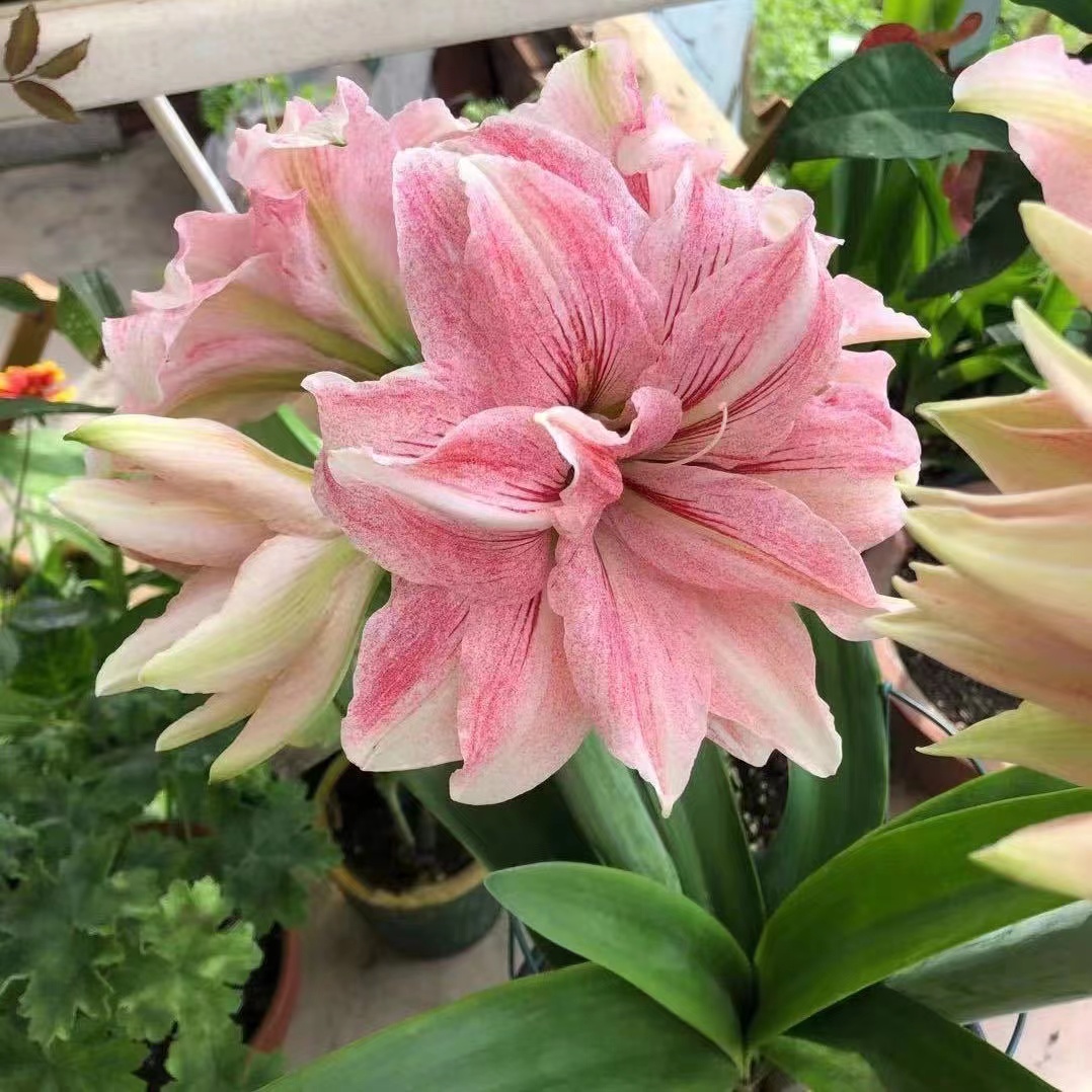 风波度《银河系》重瓣朱顶红瓣化好基地自然球包对版，寄养联系客服