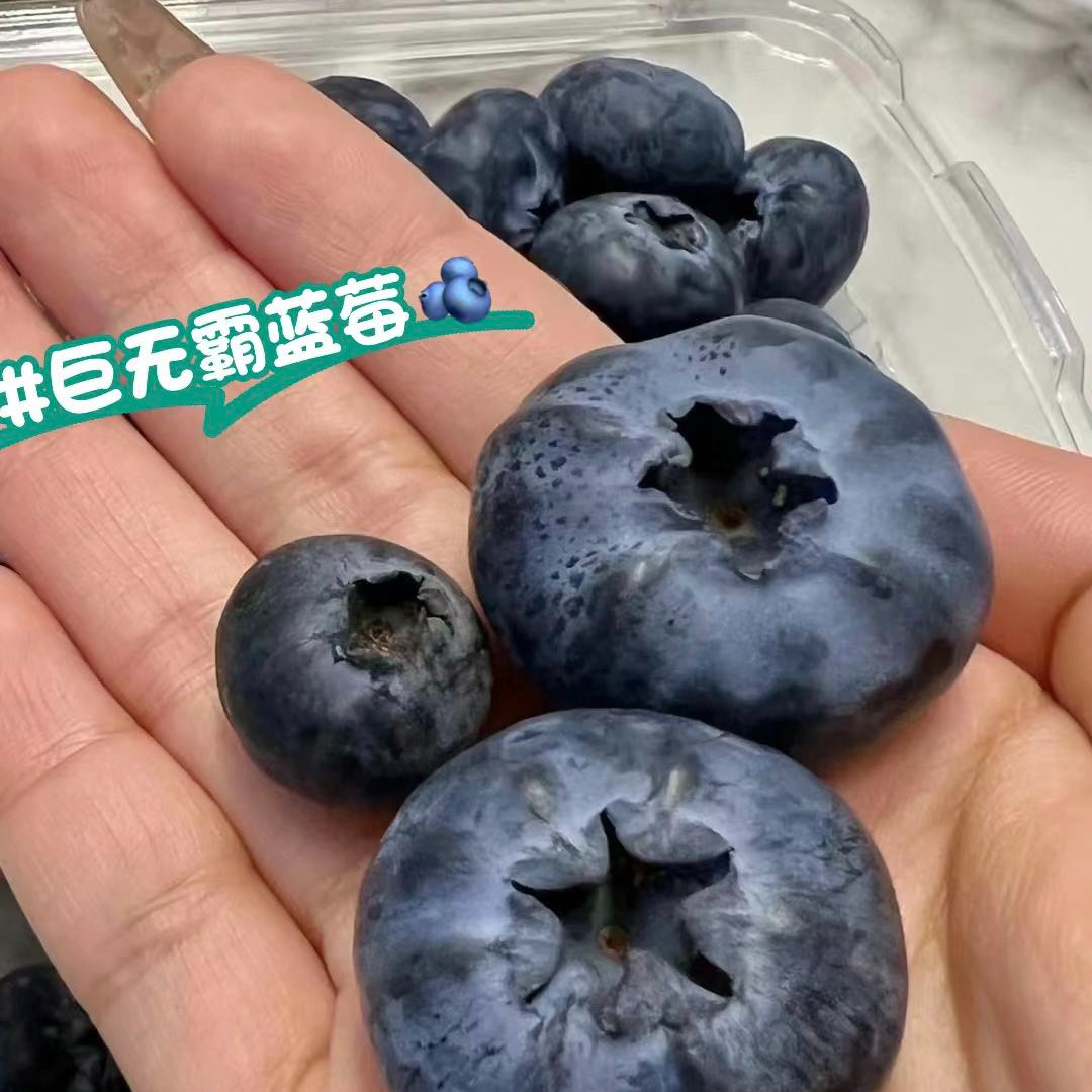 【超大超甜蓝莓】巨无霸蓝莓24MM 云南 200克云南省