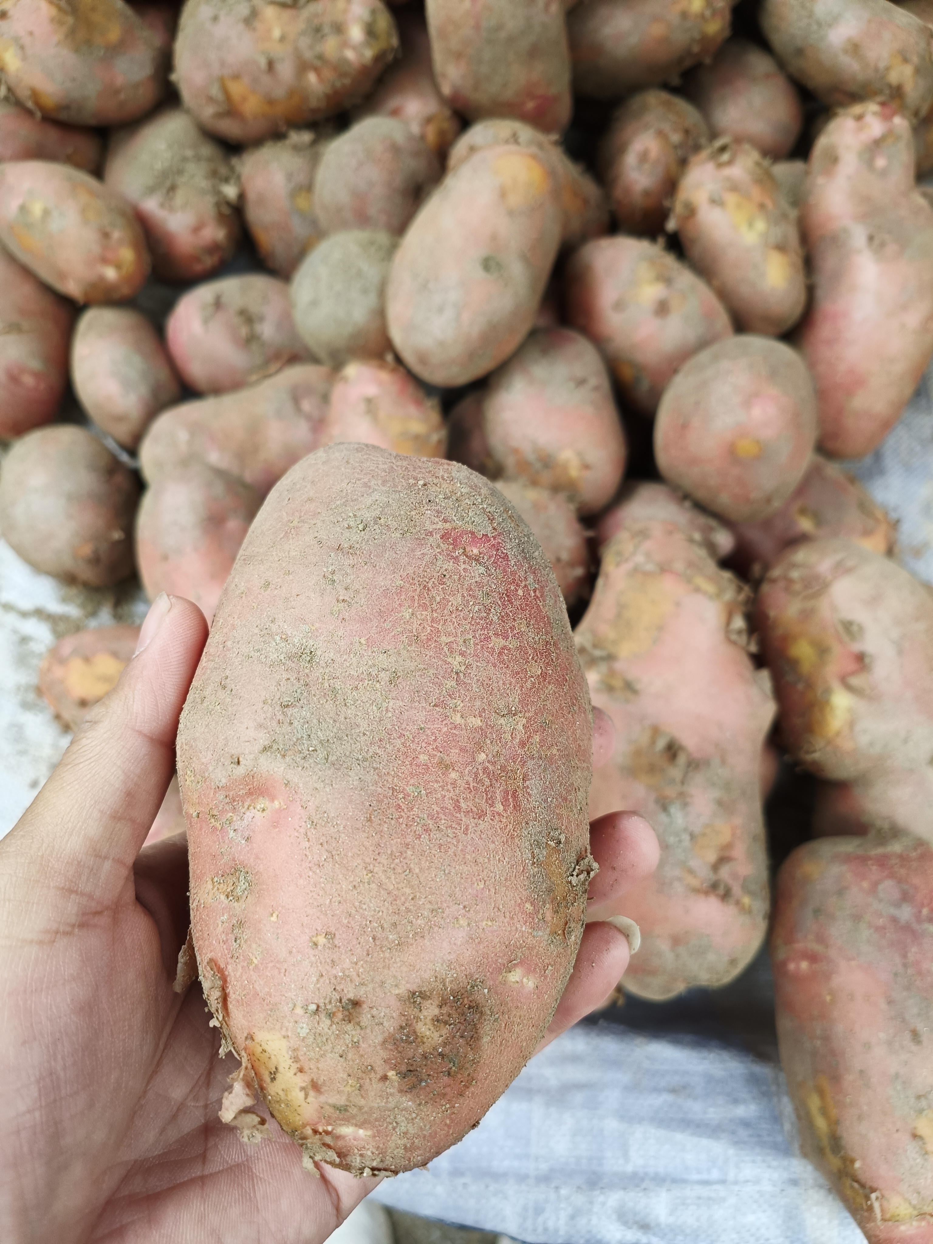 云南农家自种红皮黄心土豆5斤