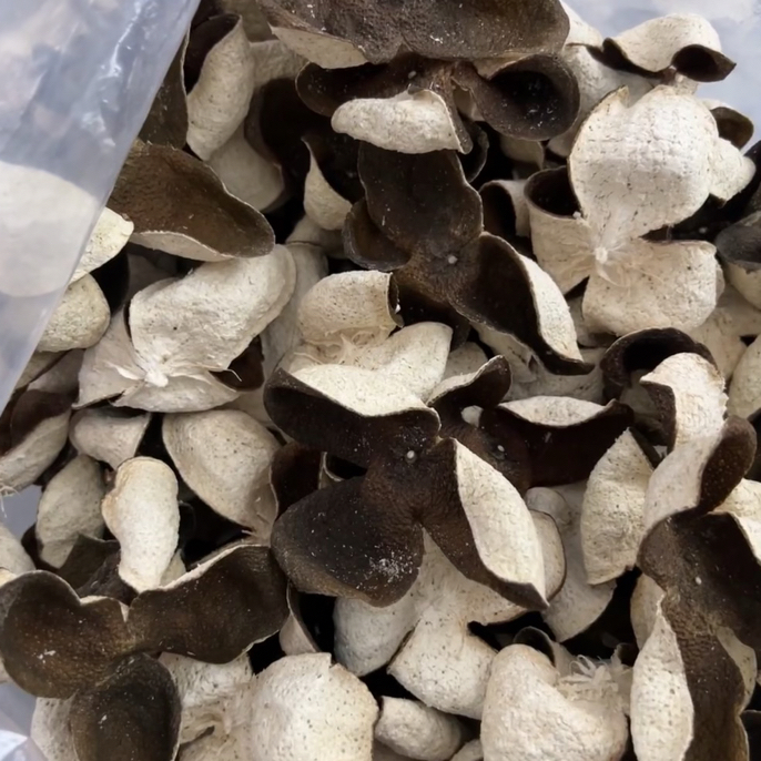 2022年东甲圈枝大青皮老树 皮薄油皮 新会陈皮