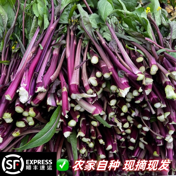 顺丰包邮新鲜红菜苔2-4斤新鲜嫩苔菜薹菜心时令蔬菜湖北农家自种