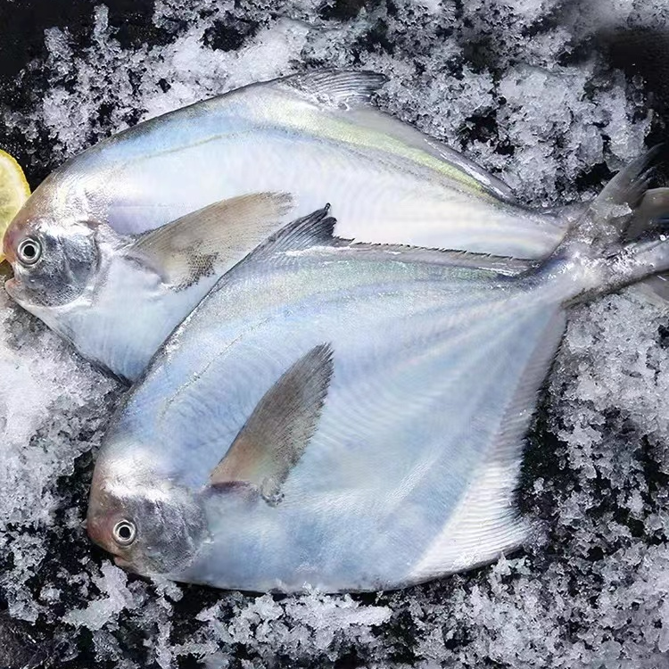 野生新鲜银鲳鱼共4斤14-16条（2到3两一条）青岛顺丰速冻锁鲜发