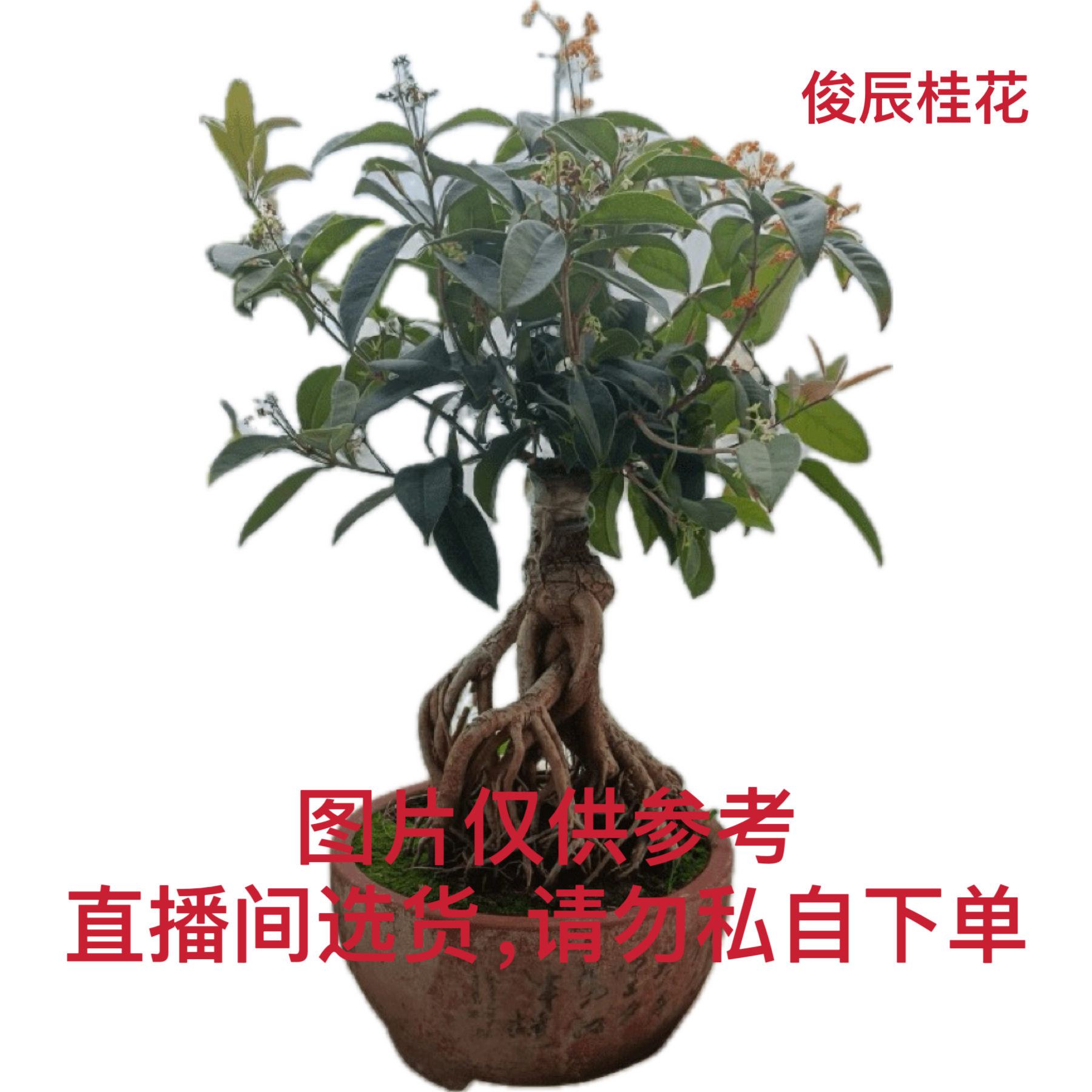 （一物一拍勿私自下单，发出不退谨慎下单）嫁接桂花八月桂四季桂