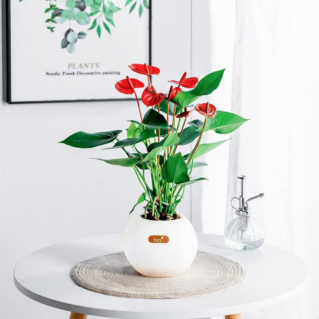 红掌盆栽客厅房间办公室桌面美观水培四季开花好养护植物