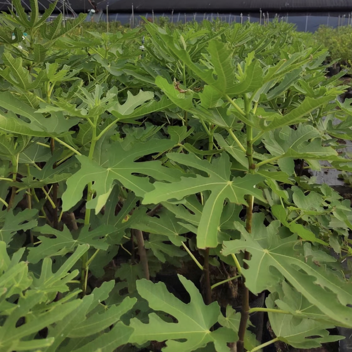 【直播间专拍】一物一拍四季绿植花卉盆栽地栽好种植