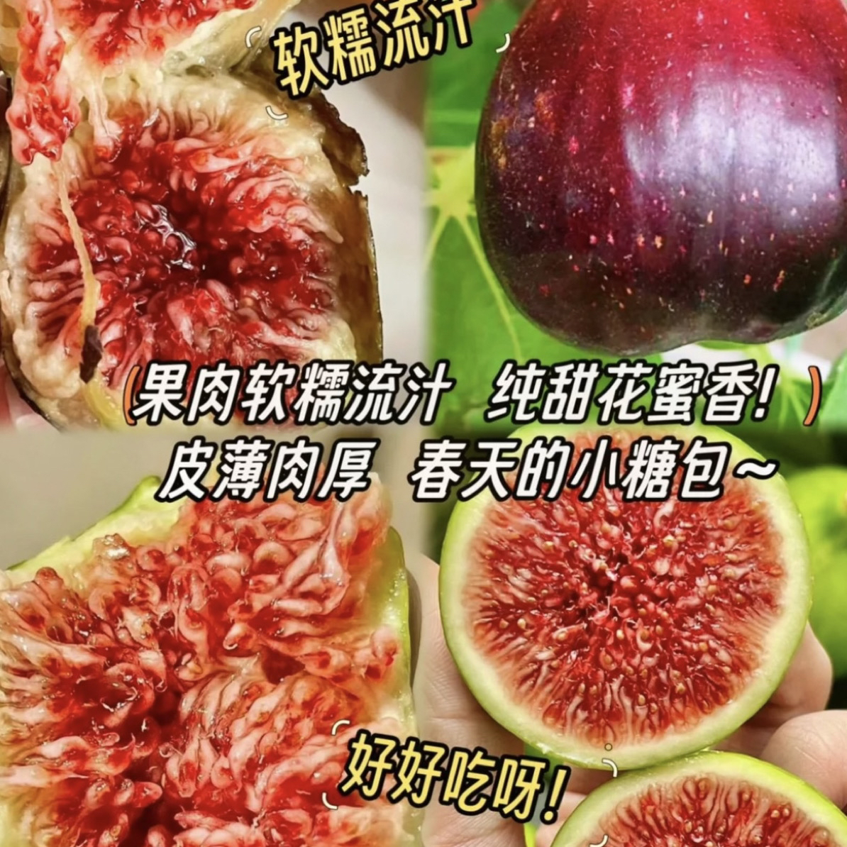 红皮波姬红对版品种