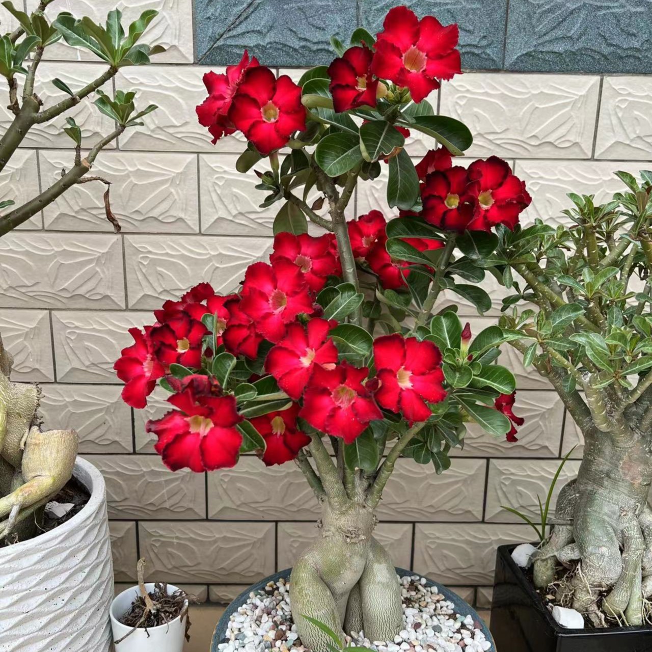 沙漠玫瑰【双十一福利】裸根一物一拍