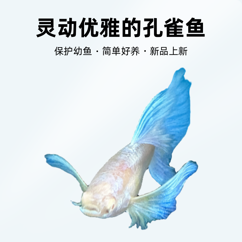 天空蓝孔雀鱼小型胎生热带观赏鱼耐养活体水族蓝白欧翼飞船火烧云