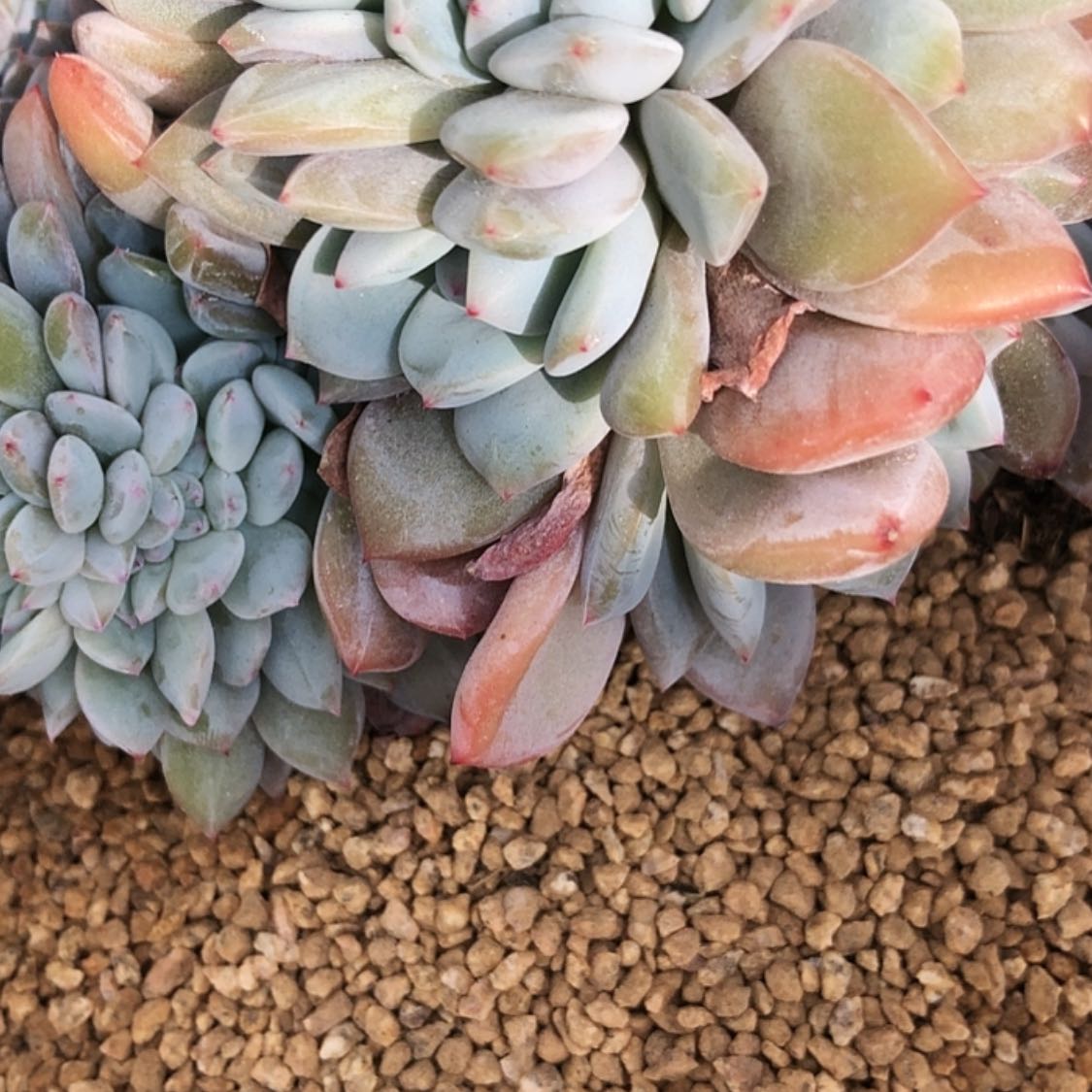 【闪购商品】明*…19.23石榴籽