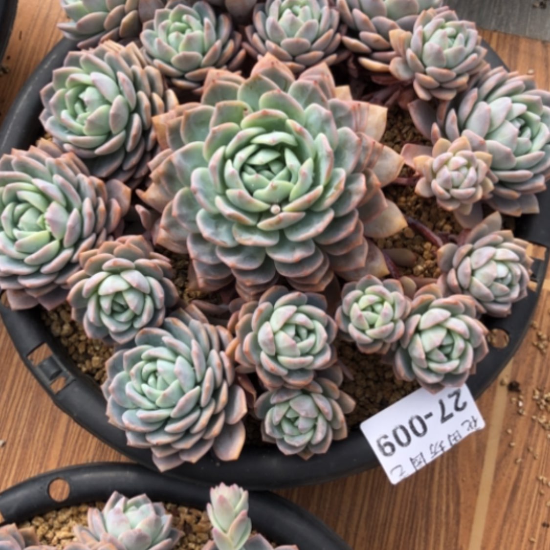 【闪购商品】皮****⊙27.09梦之雪
