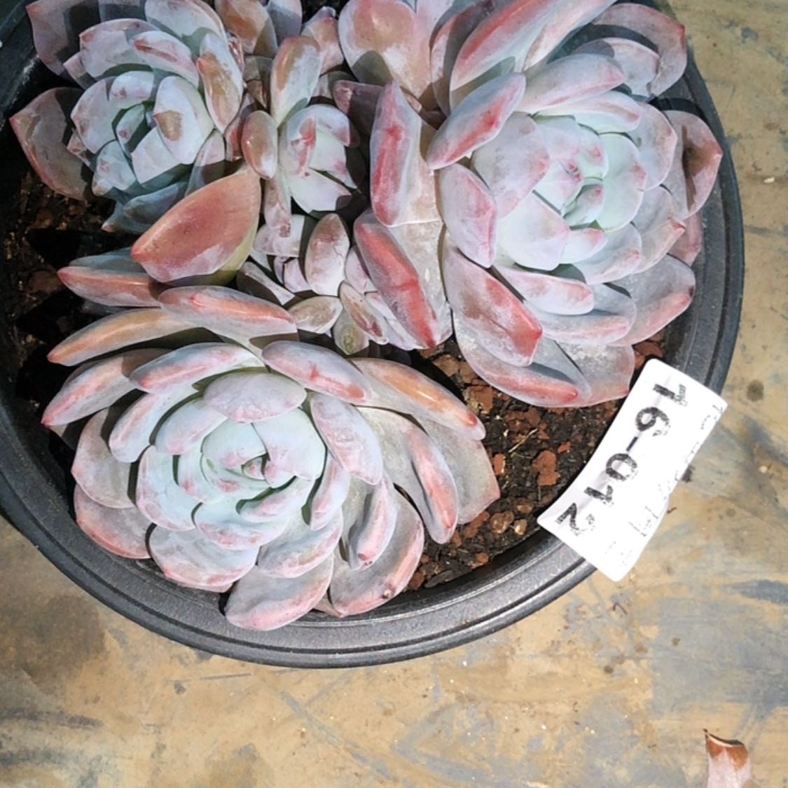 【闪购商品】豆*芽16.12石榴籽