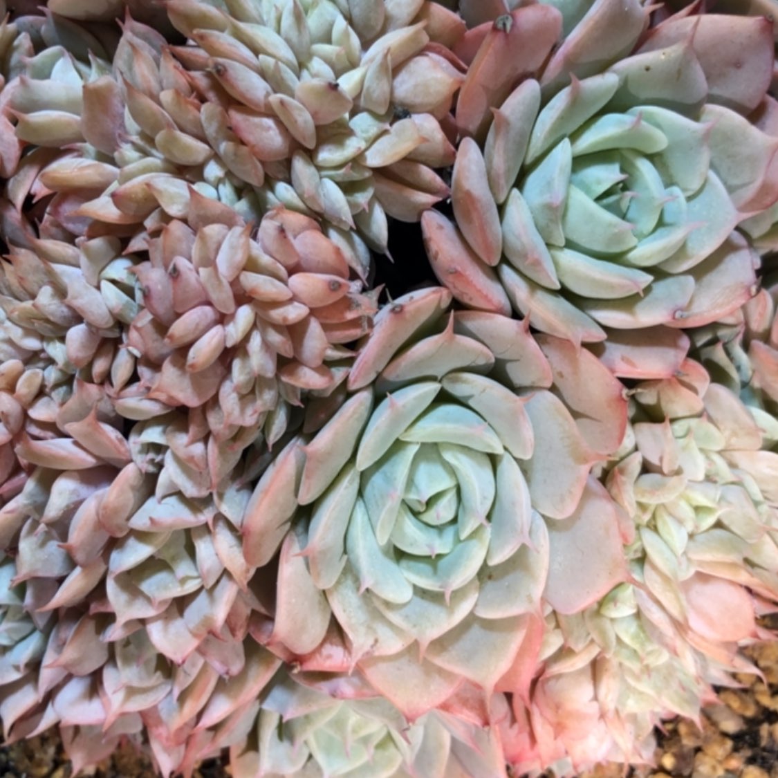 【闪购商品】@*沐23.83雪域缀