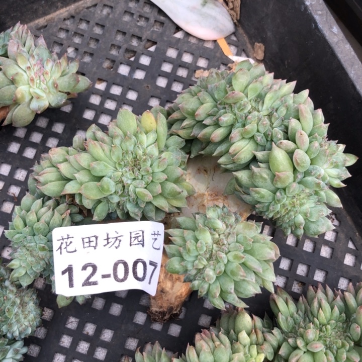 12.007冰魄缀化一个