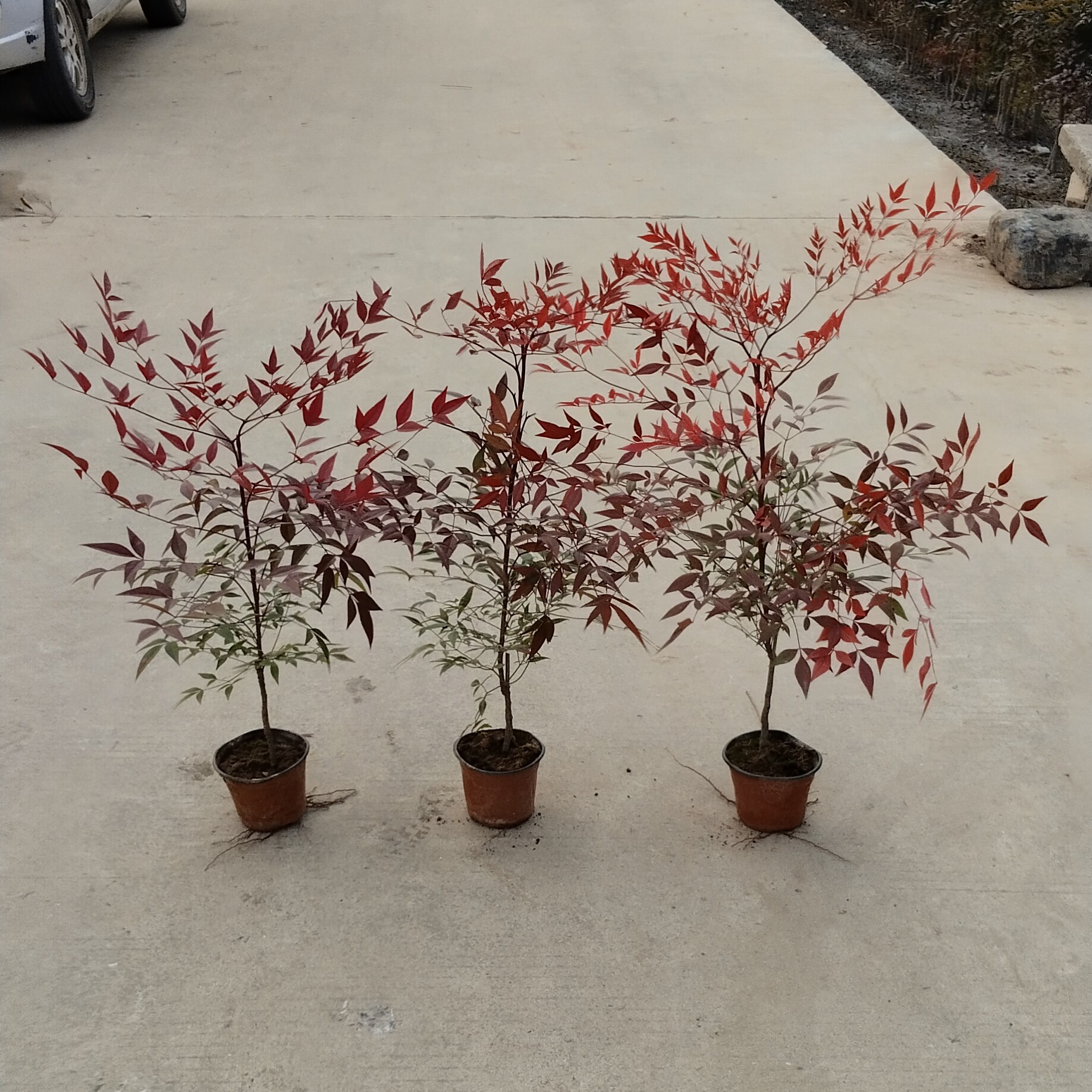 南天竹树苗140双色杯，带盆原田园土发货客厅阳台办公室摆放喜庆