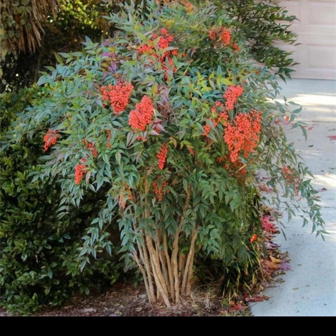 南天竹树苗20年丛生老桩，带田园原土球发货别墅庭院客厅前台喜庆…