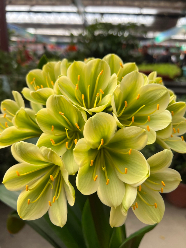 长春君子兰拍花专用、以直播间为准，裸根发货