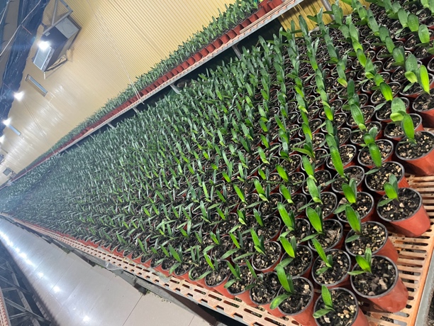 长春精品君子兰拍花专用