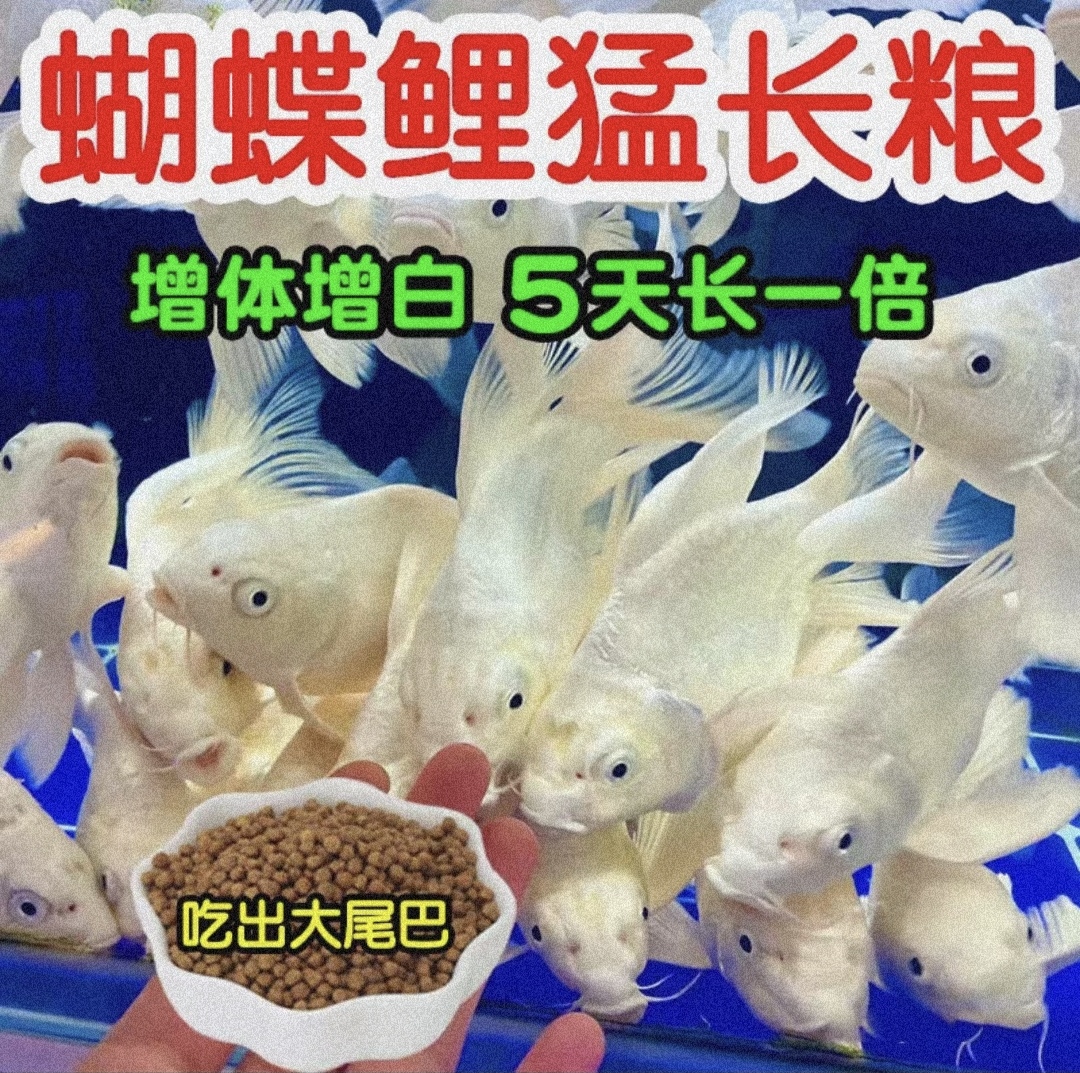 鱼食蝴蝶鲤锦鲤专用鱼饲料观赏鱼家用小颗粒上浮不浑水鱼粮包邮