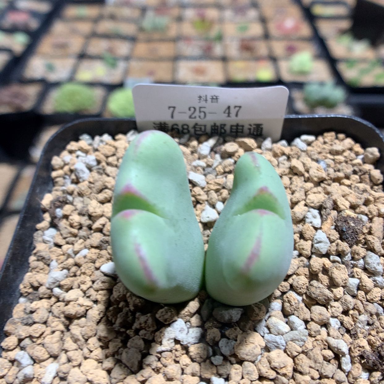【闪购商品】天津7-25-47 花车一颗