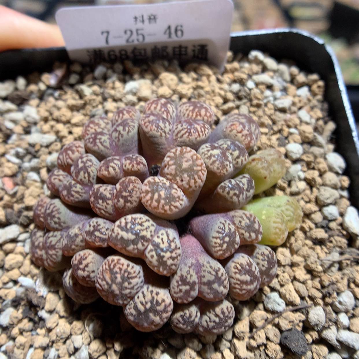 【闪购商品】天津7-25-46 鸟哈尼一群