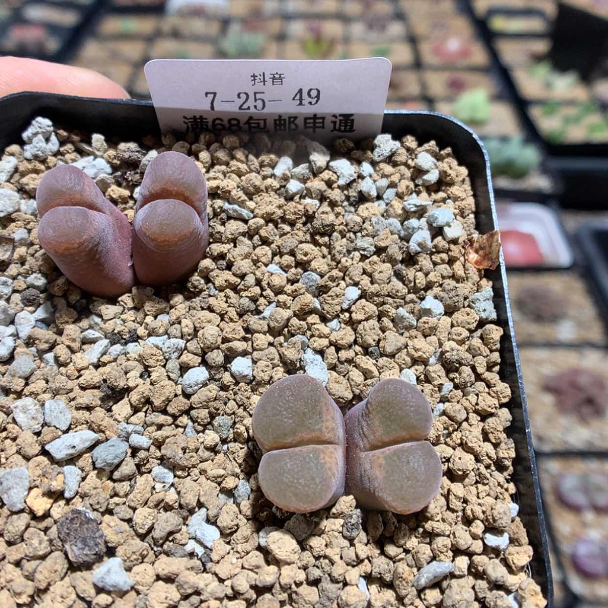 【闪购商品】天津7-25-49 风铃2颗