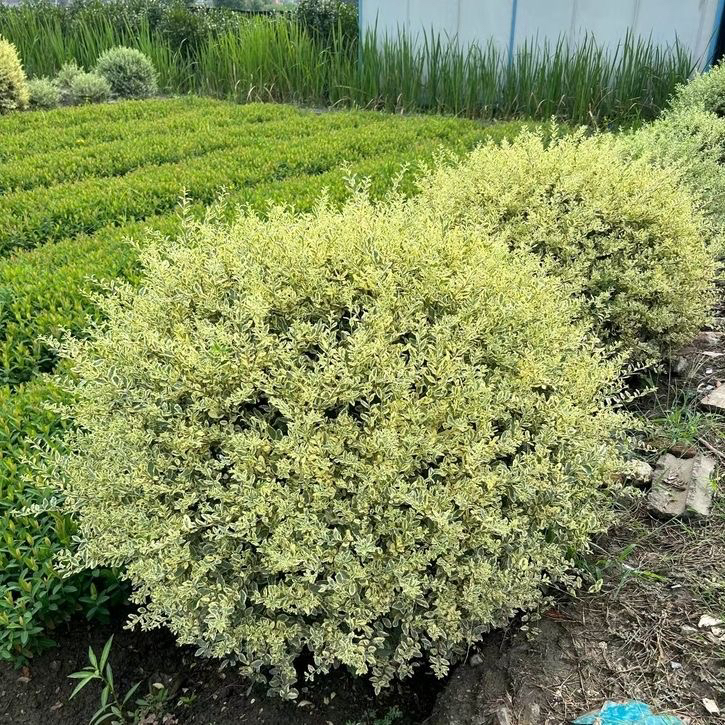 银姬小腊球金姬小腊球银姬水腊金姬水蜡 花叶女贞 彩叶花镜植物